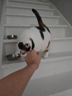 Lieve lapjespoes zoekt een gouden mandje, Poes