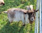 Wildkleur landgeit bok te koop. 2jaar oud, Dieren en Toebehoren, Schapen, Geiten en Varkens, Mannelijk, Geit, 0 tot 2 jaar