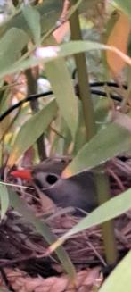 Japanse nachtegaal pop, Dieren en Toebehoren, Vogels | Overige Vogels, Vrouwelijk