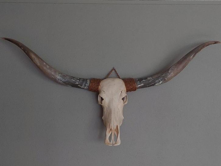 Koeienkop/highlander schedel, Huis en Inrichting, Woonaccessoires | Wanddecoraties, Zo goed als nieuw, Ophalen of Verzenden