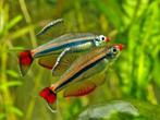 Vietnamese danio, Dieren en Toebehoren, Vissen | Aquariumvissen, Vis, Zoetwatervis, Schoolvis