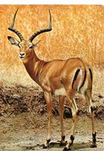 Ansichtkaart	Thomson Gazelle, Verzamelen, Ansichtkaarten | Dieren, Verzenden, 1960 tot 1980, Ongelopen, Wild dier