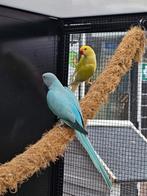 Halsbandparkiet Opaline man x Lacewing bleekstaart pop, Meerdere dieren, Parkiet, Geringd