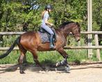 Mooie, fitte allround ruin te koop, Dieren en Toebehoren, Paarden, Gechipt, Ruin, M, 7 tot 10 jaar