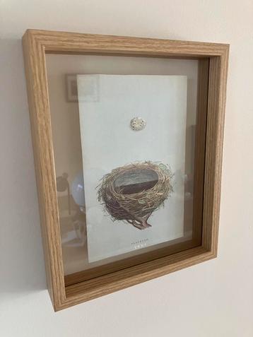 Lijst met vogelnest print beschikbaar voor biedingen