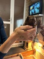 Chihuahua, Dieren en Toebehoren, Reu, 8 tot 15 weken, Meerdere, Chihuahua