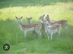Damherten, Dieren en Toebehoren, Overige Dieren, Juni, Meerdere dieren