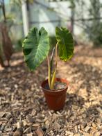 Colocasia Pink China plantjes – tropische blikvanger!, Tuin en Terras, Planten | Tuinplanten, Volle zon, Vaste plant, Zomer, Ophalen