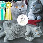 TE KOOP INT. KAMPIOEN britse korthaar dekkater met STAMBOOM, 6 jaar of ouder