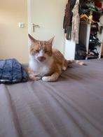 lieve kat (kamer ter, Dieren en Toebehoren, Katten en Kittens | Raskatten | Korthaar, Kater, Gechipt, 3 tot 5 jaar