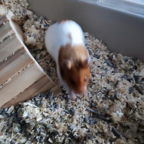 Hamster, Dieren en Toebehoren, Knaagdieren, Vrouwelijk, Hamster, Voor 1 juli 2024, Tam