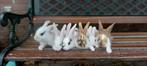 6 jonge konijnen te koop, Dieren en Toebehoren, Konijnen, Meerdere dieren, Middelgroot, 0 tot 2 jaar