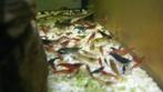 garnaaltjes uit geselecteerd verschilende kleurtjes 50 cent, Dieren en Toebehoren, Vissen | Aquariumvissen, Kreeft, Krab of Garnaal
