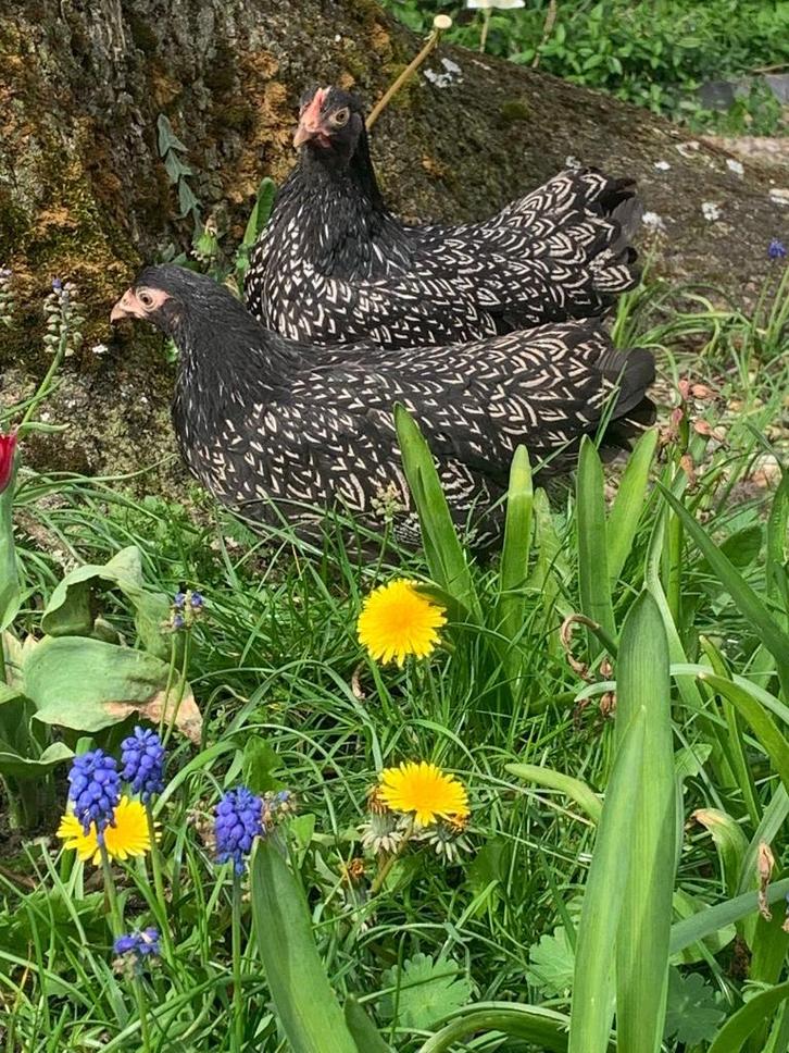 Barnevelder zilvergezoomd kippen, Dieren en Toebehoren, Pluimvee, Kip, Vrouwelijk
