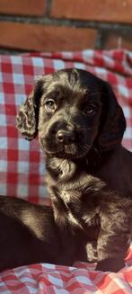 Kleine friese stabij x Engelse cockerspaniel pups, 8 tot 15 weken, CDV (hondenziekte), Meerdere, Meerdere dieren