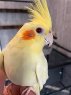 TAM Valkparkiet, Dieren en Toebehoren, Vogels | Parkieten en Papegaaien, Vrouwelijk, Parkiet, Tam