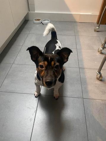Jack Russel 2,5 jaar beschikbaar voor biedingen