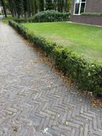 Taxus baccata haag 30 meter 60 hoog, Tuin en Terras, Planten | Struiken en Hagen, Ophalen, Taxus, Haag, Minder dan 100 cm