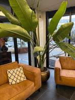 Kamerplanten, Huis en Inrichting, Kamerplanten, Ophalen, 200 cm of meer, Overige soorten, Halfschaduw