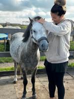 Aromatherapie massage voor paarden, Dieren en Toebehoren, Paarden en Pony's | Verzorgingsproducten, Ophalen of Verzenden, Zo goed als nieuw