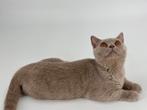 Brits Korthaar kittens / Britse Korthaar kittens, Dieren en Toebehoren, Katten en Kittens | Raskatten | Korthaar