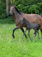 Prachtig merrie veulen, Dieren en Toebehoren, Merrie, Minder dan 160 cm, Niet van toepassing, Dressuurpaard
