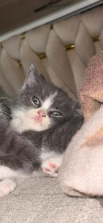 Britse korthaar kittens, Dieren en Toebehoren, Katten en Kittens | Overige Katten, Meerdere dieren
