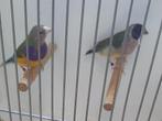 Koppel Gouldamadines, Meerdere dieren, Tropenvogel, Geringd