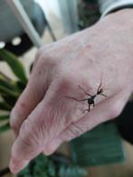 Australische flappentakken PSG 9, Dieren en Toebehoren, Februari, Meerdere dieren