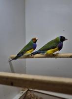 Gouldamadine, Dieren en Toebehoren, Parkiet