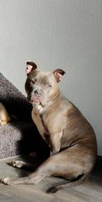 American pocket bully Gradje 4.5 jaar, Reu, Bulldog, Eén hond, 3 tot 5 jaar