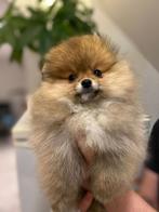 ️Pomeranian meisje️, België, Particulier, Keeshond, 8 tot 15 weken