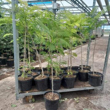 Albizia julibrissin | Perzische slaapboom 80-100cm 3 voor 40 beschikbaar voor biedingen