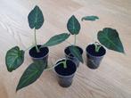 Alocasia Regal shield, Ophalen of Verzenden, Overige soorten, Minder dan 100 cm