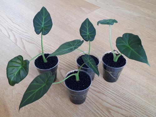 Alocasia Regal shield, Huis en Inrichting, Kamerplanten, Overige soorten, Minder dan 100 cm, Ophalen of Verzenden