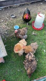 5 cochin hennen+cochin haan, Dieren en Toebehoren, Pluimvee, Meerdere dieren, Kip