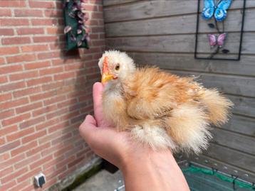 Zijdeveer en gladveer Cochinkriel haantjes beschikbaar voor biedingen