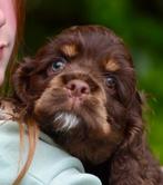 Amerikaanse Cockerspaniel puppen, CDV (hondenziekte), 8 tot 15 weken, Meerdere, Meerdere dieren