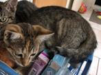 Prachtige lieve kitten *poes*, Dieren en Toebehoren, Poes, Kortharig, 0 tot 2 jaar