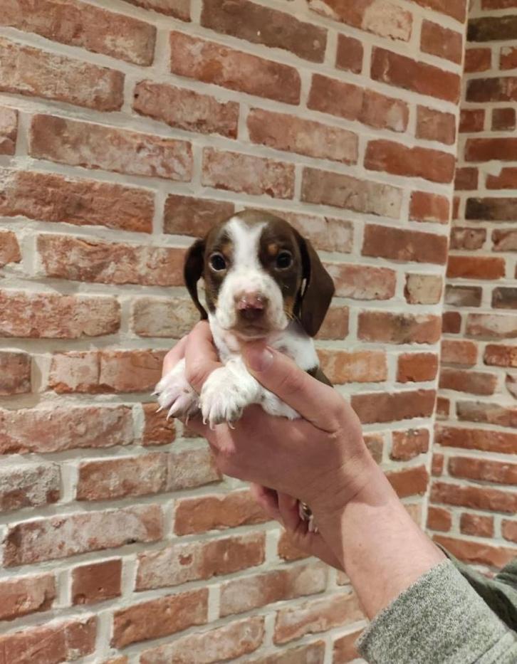 Dwerg teckel piebald pup, Dieren en Toebehoren, Honden | Teckels en Dashonden, Reu, Korthaar, Dwerg, Particulier, Eén hond, België