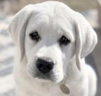GEZOCHT: spierwitte labrador pup, Dieren en Toebehoren, Particulier, Rabiës (hondsdolheid), 8 tot 15 weken, Buitenland