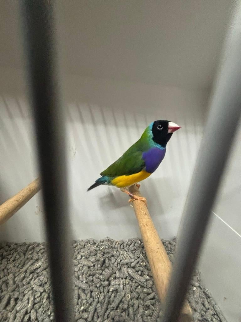 Gould amadine split cinnamon man, Mannelijk