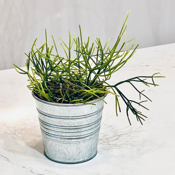 Rhipsalis Baccifera plant in zink pot 12Ø, Huis en Inrichting, Kamerplanten, Groenteplant, Minder dan 100 cm, Groene kamerplant