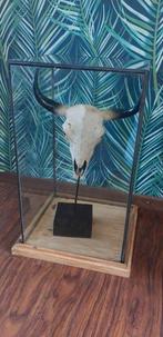Skull / schedel in glazen stolp, Huis en Inrichting, Woonaccessoires | Stolpen, Ophalen, Zo goed als nieuw