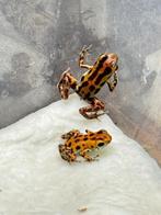 Oophaga pumilio „Gold Dust“ & „Red Frog Beach, Dieren en Toebehoren, Reptielen en Amfibieën, Hagedis, 0 tot 2 jaar