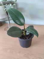 Ficus plant, Huis en Inrichting, Ophalen, Ficus, Halfschaduw, In pot