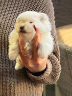 Witte Pomeranian pup, Parvo, Keeshond, 8 tot 15 weken, Teef