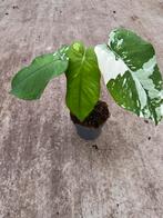 Syngonium Ciapense Albo Variegata, Huis en Inrichting, Kamerplanten, Ophalen of Verzenden, Overige soorten, Minder dan 100 cm