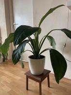 Lepel plant in witte Elho pot met watersysteem, Ophalen, Overige soorten, Halfschaduw, In pot