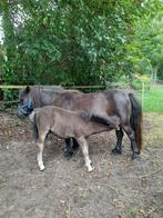 Merrie met veulentje, Dieren en Toebehoren, Pony's, Merrie, Recreatiepony
